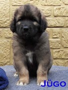 honden foto van loekie