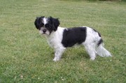 honden foto van Kiana