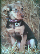 honden foto van Ferrera