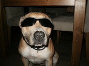 honden foto van Ellonie(L)Djena