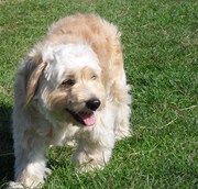 honden foto van Dency