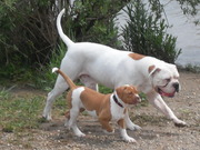 honden foto van xena