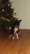 honden foto van shadow