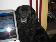 honden foto van Beer