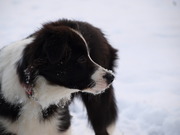 honden foto van marieke