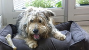 honden foto van Joost Hardeman