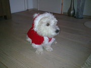 honden foto van Bettina