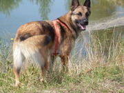 honden foto van trudy