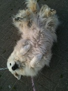 honden foto van Sas