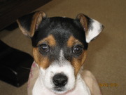 honden foto van Ina Faber