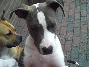 honden foto van jennifer