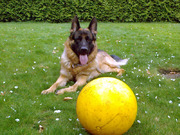 honden foto van Mirjam