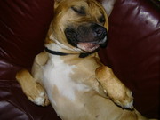 honden foto van D.&.A