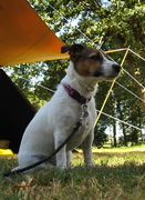 honden foto van Sammy