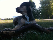 honden foto van Orpa