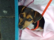 honden foto van angela