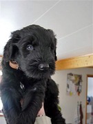 honden foto van Dick Mulder