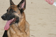 honden foto van verzijl