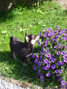 honden foto van Kaya