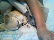 honden foto van stéphanie