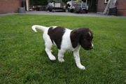 honden foto van Jip