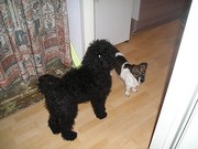 honden foto van melissa