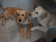 honden foto van Luna