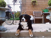 honden foto van Rachel