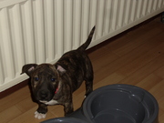 honden foto van Jen & Rocky