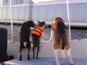 honden foto van Mags