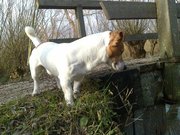 honden foto honden foto van Wendy