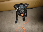 honden foto honden foto van Jackie