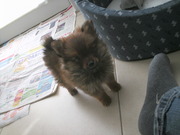 honden foto van Evelien