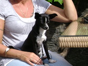 honden foto honden foto van hilda