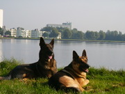 honden foto van HP.Liewes