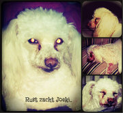 honden foto van Amelie & Joeki †