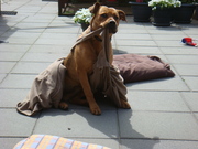 honden foto van babsje