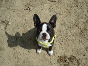 honden foto van Simone