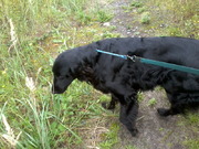 honden foto honden foto van *megan,argail en quilian*