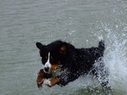 honden foto van westenberg