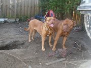 honden foto van ercvanvelthooven
