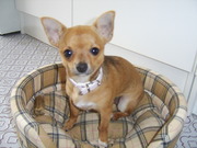 honden foto honden foto van nieke1985