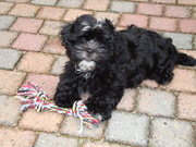 honden foto van Karin