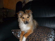 honden foto honden foto van isabell en mizka en zino