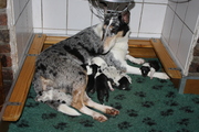 honden foto van Smeijers