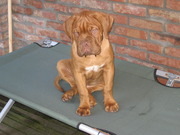 honden foto van Petra van Lierop