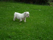 honden foto van nico