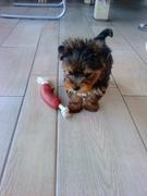 honden foto van De Roeck Etienne