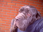 honden foto honden foto van Samantha