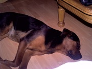 honden foto van maria